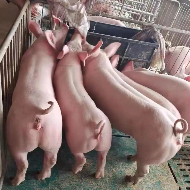 @顺发种猪培育基地