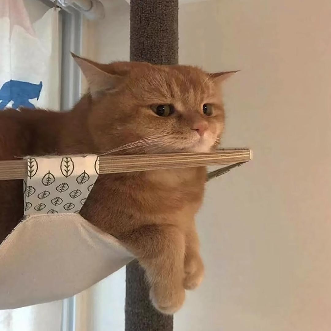 年糕.
