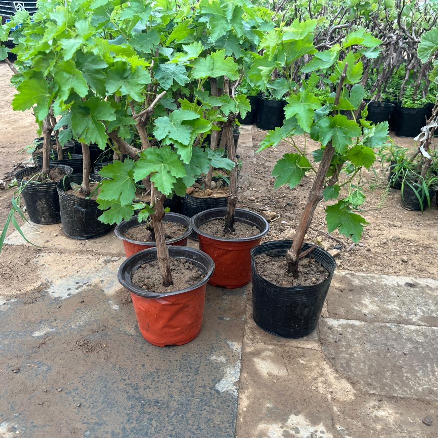 秋叶华林木专营店