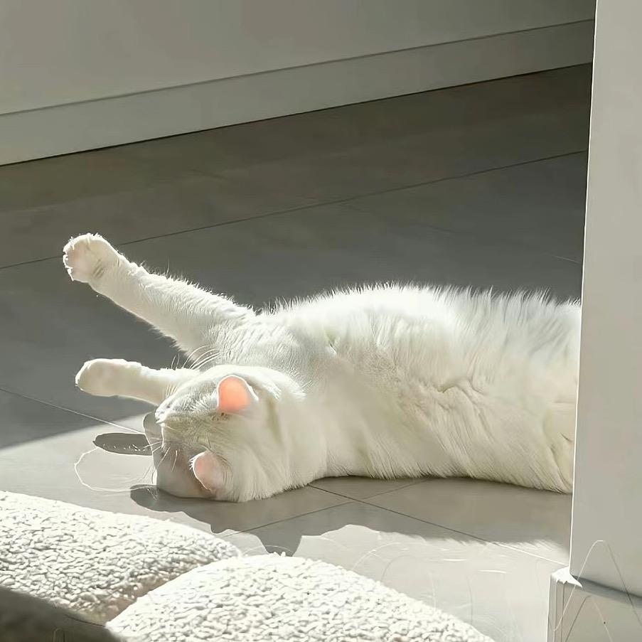 小猫病