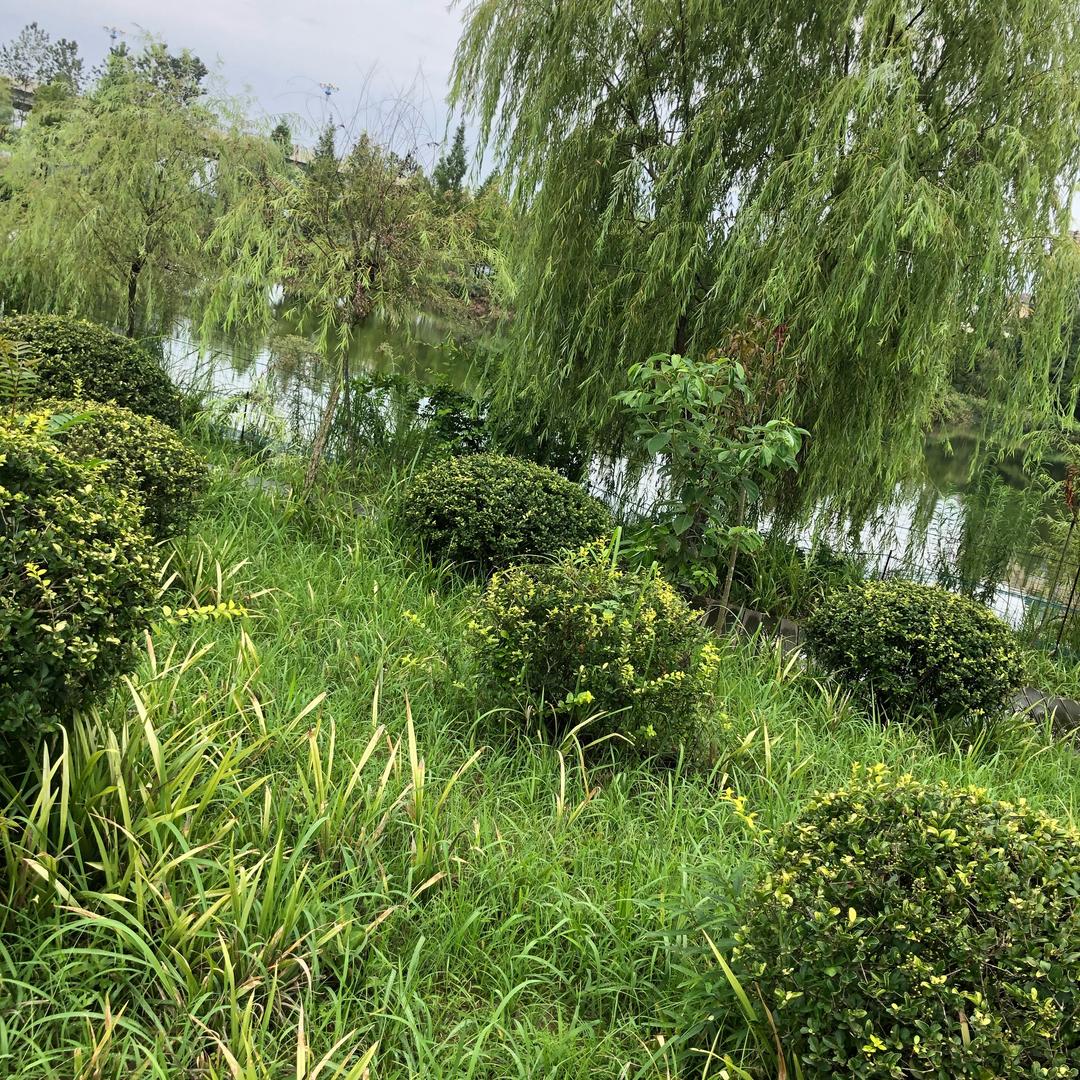 孟定兴旺家具城老王