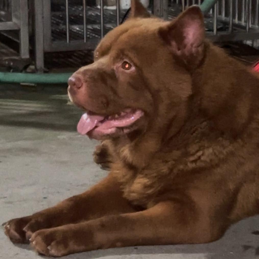 五红犬揭西（河皮塘）