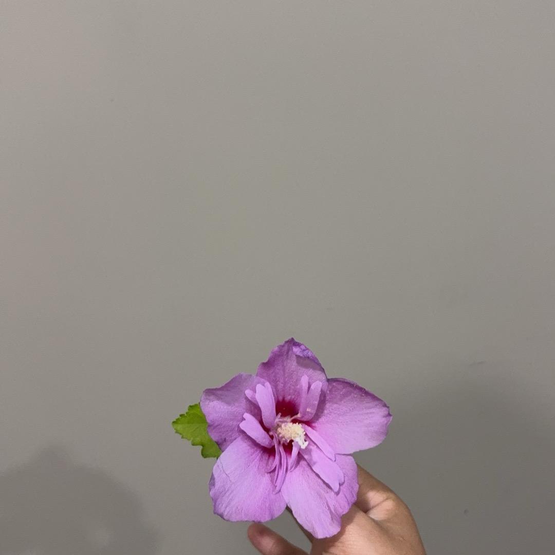 木子，