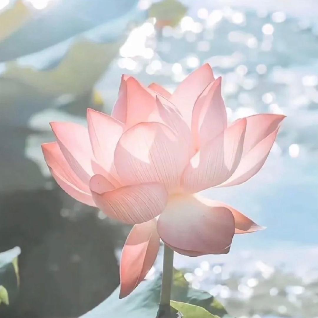 花开富贵吉祥