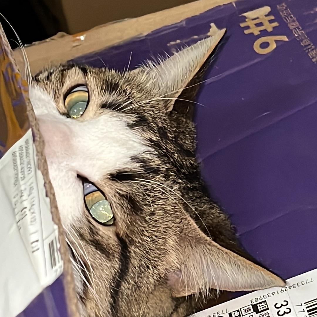 霉霉子酱