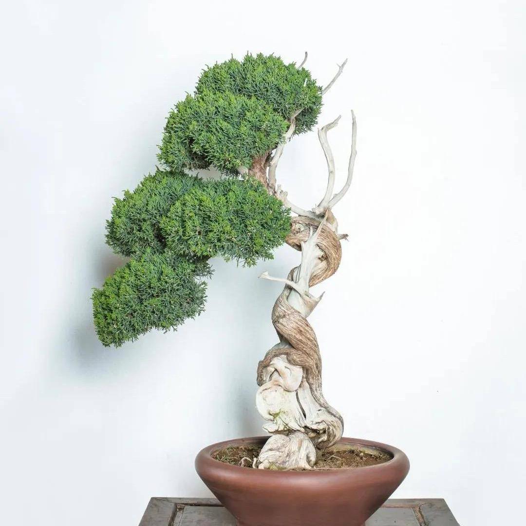 花开富贵盆景园艺