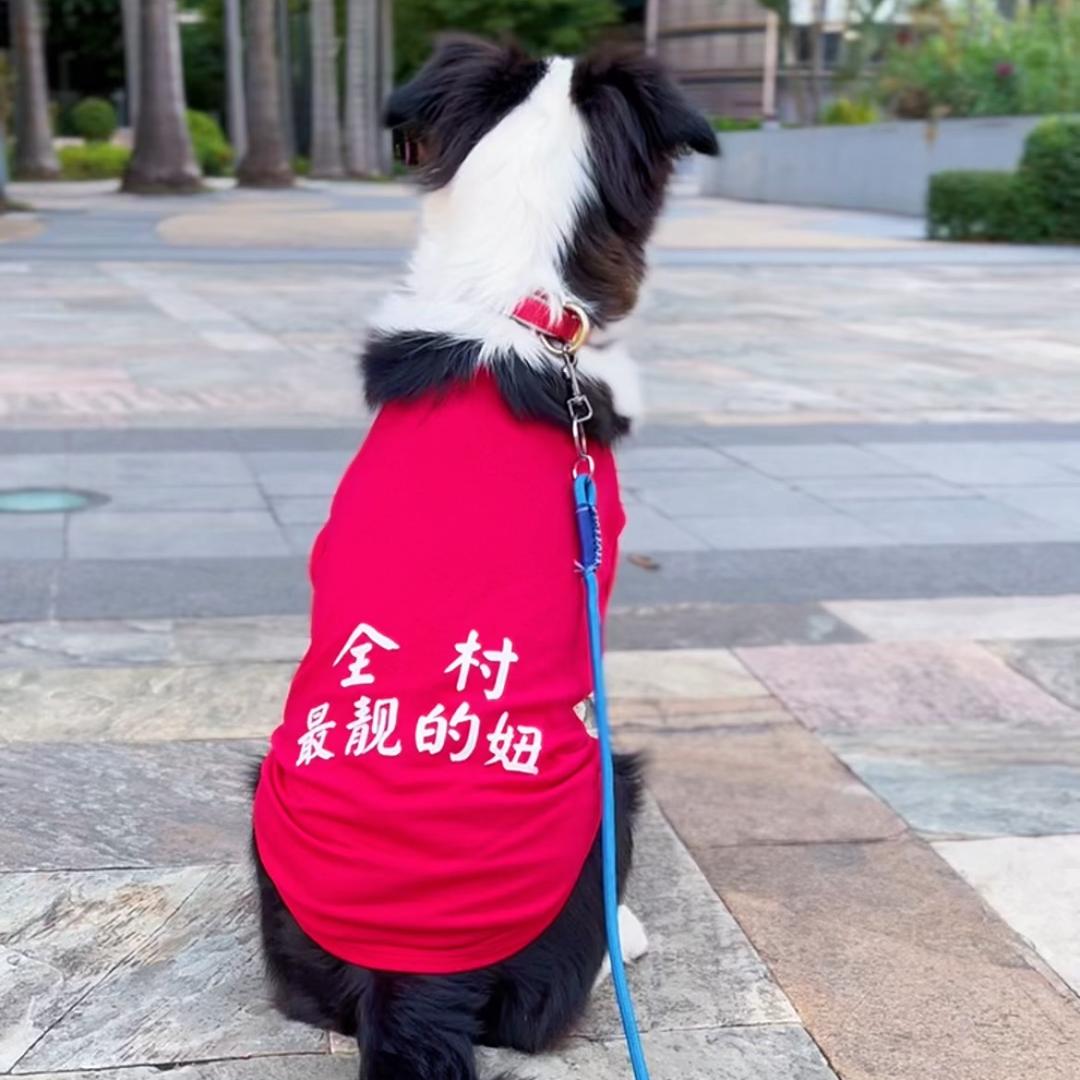 边牧果冻