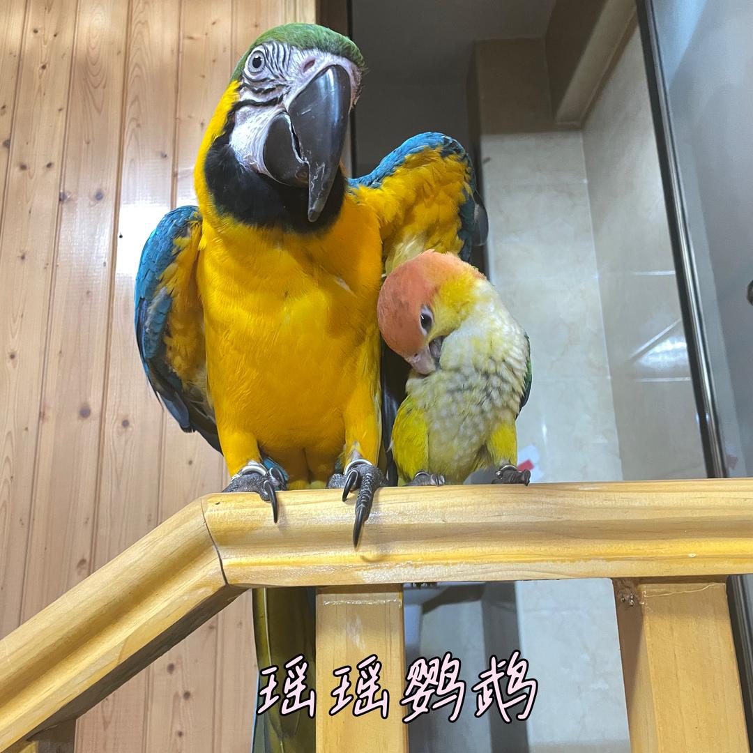 瑶瑶鹦鹉