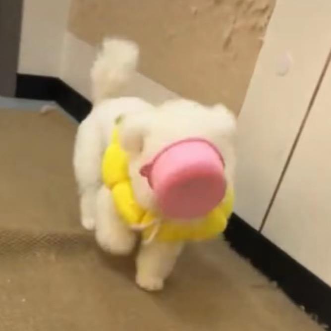 卡尼哪