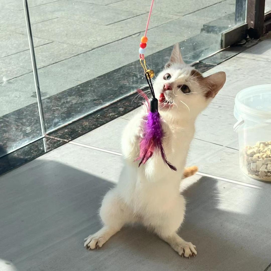 追剧大使