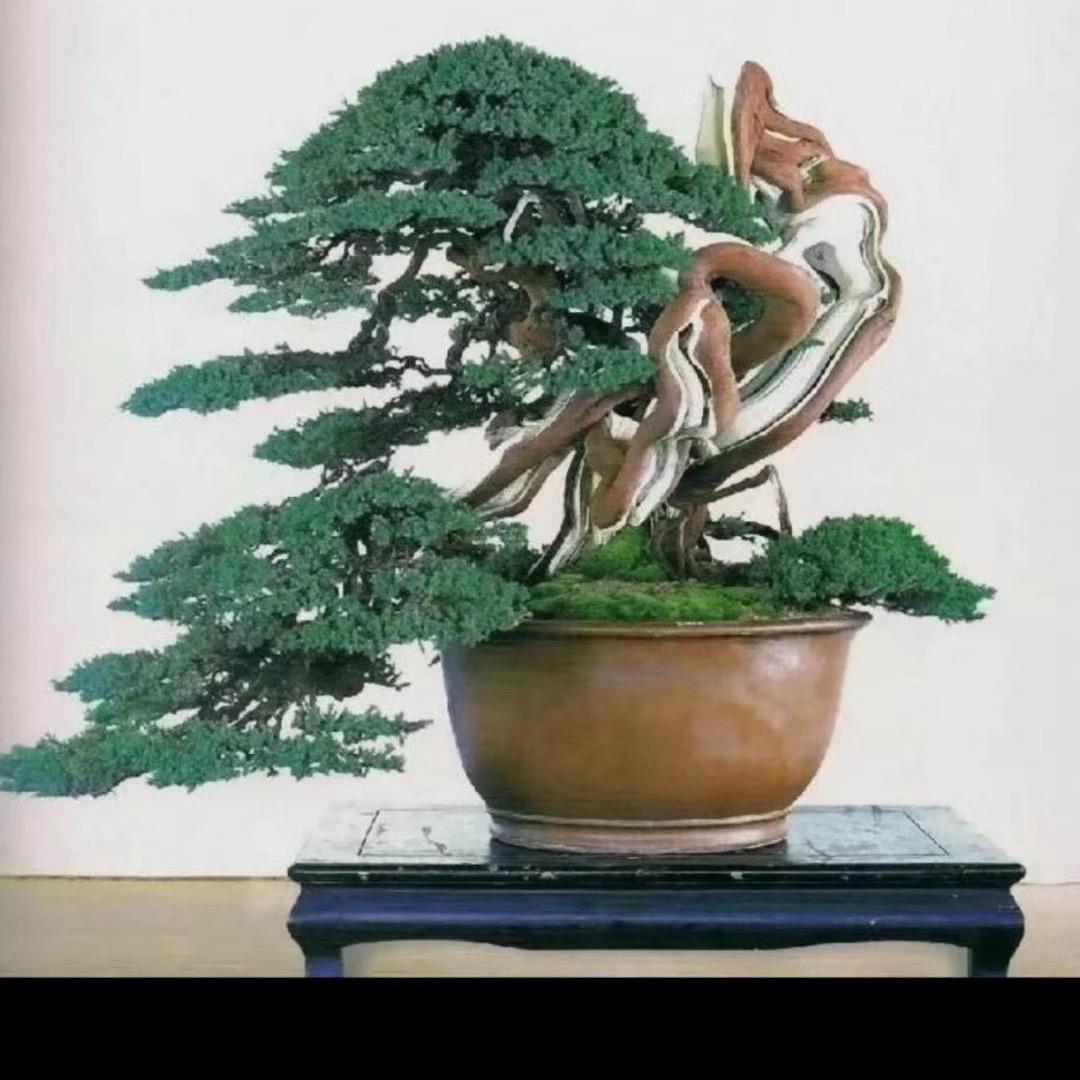 海萌盆景园