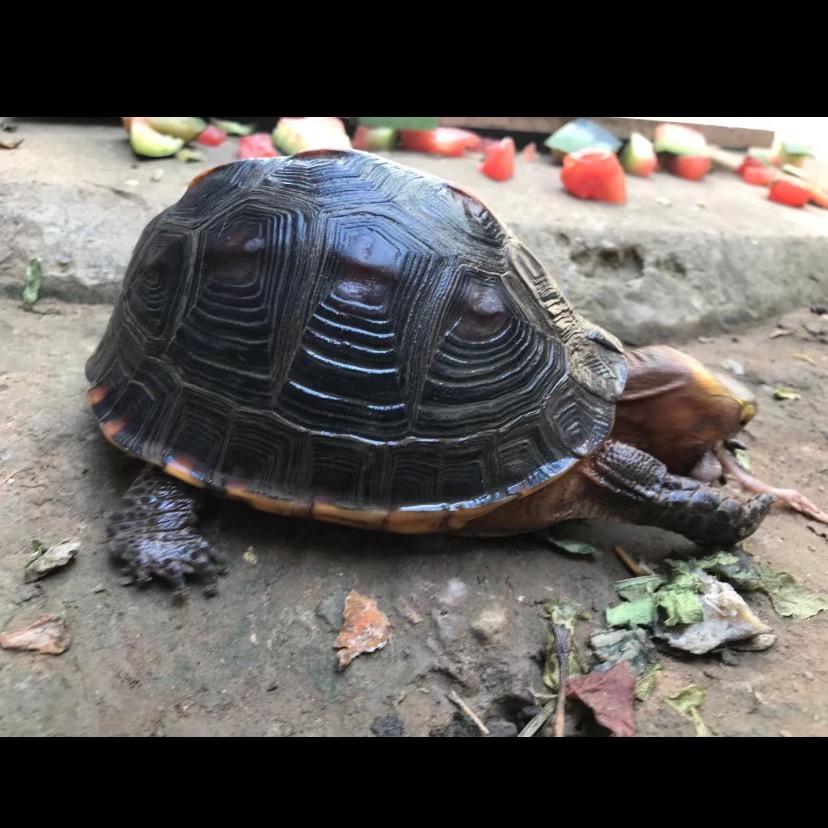 啊军龟缘、收退坑黄缘龟