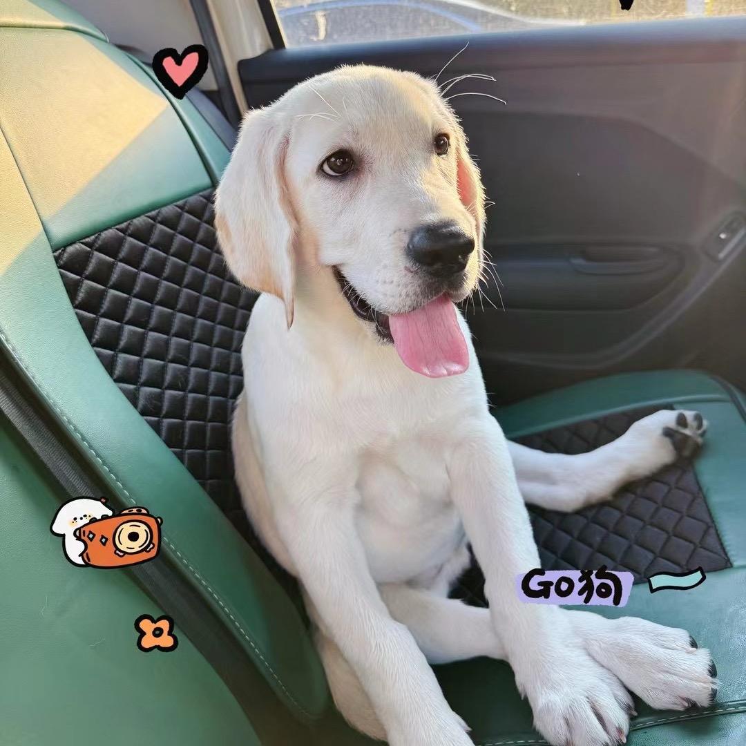 小虎是只拉布拉多🐶