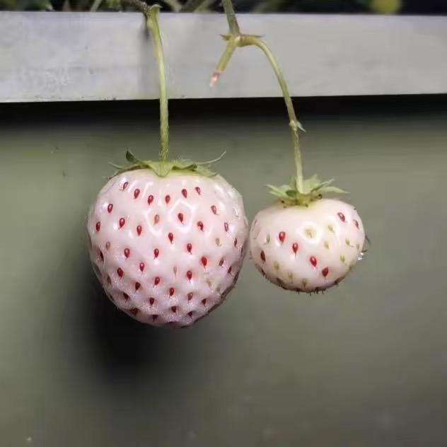 从小到大