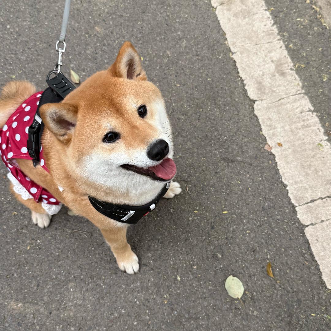 歪比巴卜·