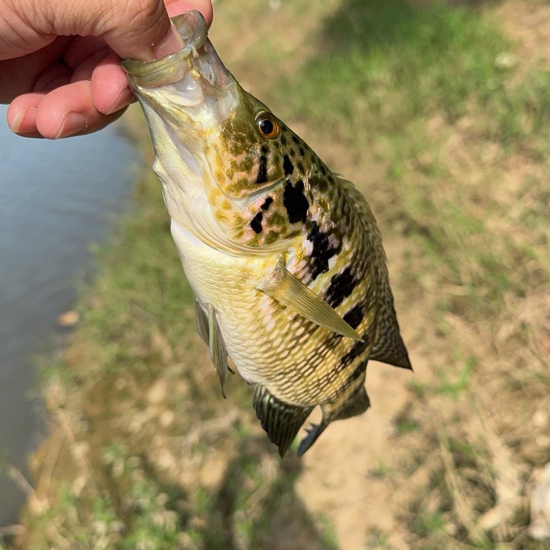 路亚小老头🎣