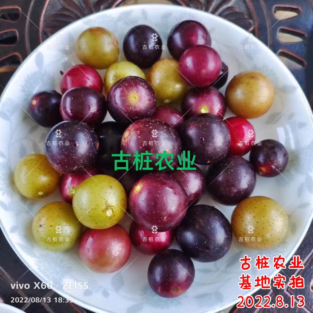 古桩果树苗木旗舰店直播号