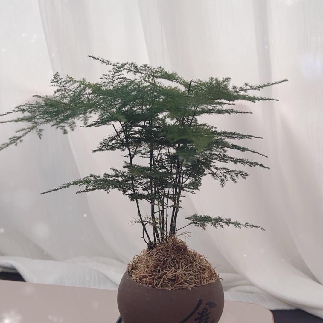依恋重生