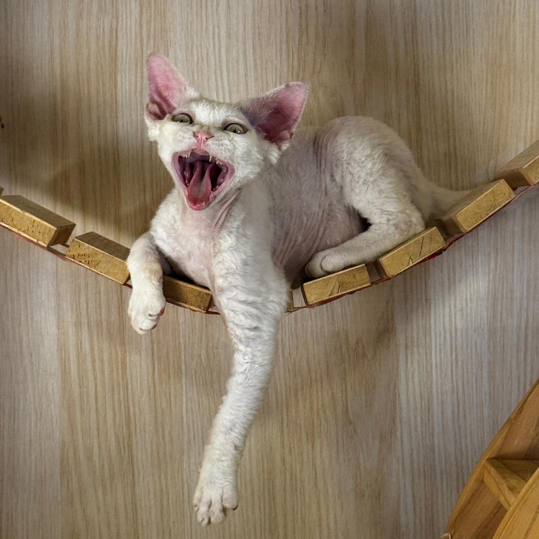 奥尔西德文卷毛猫