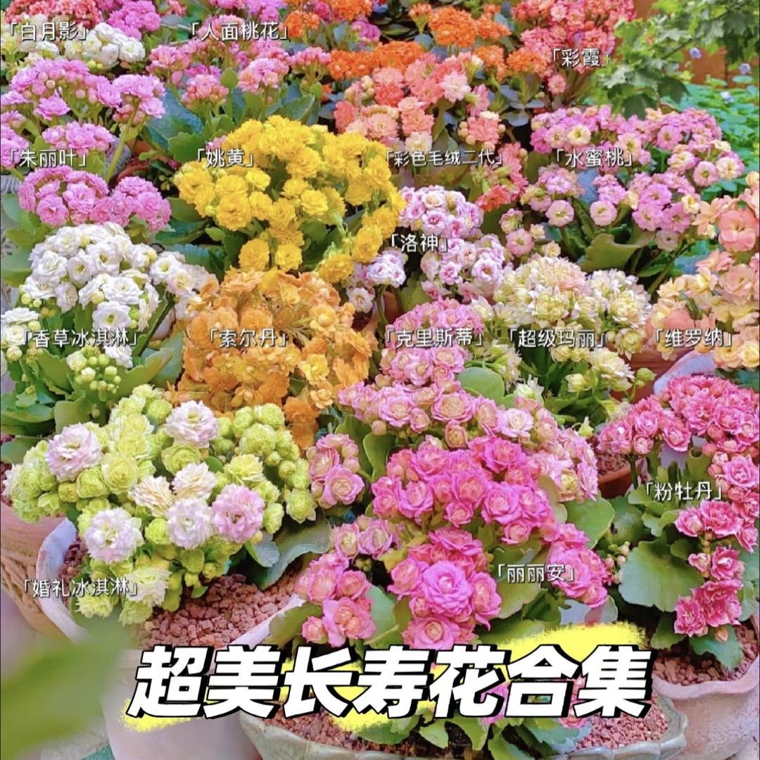 青州臻选店