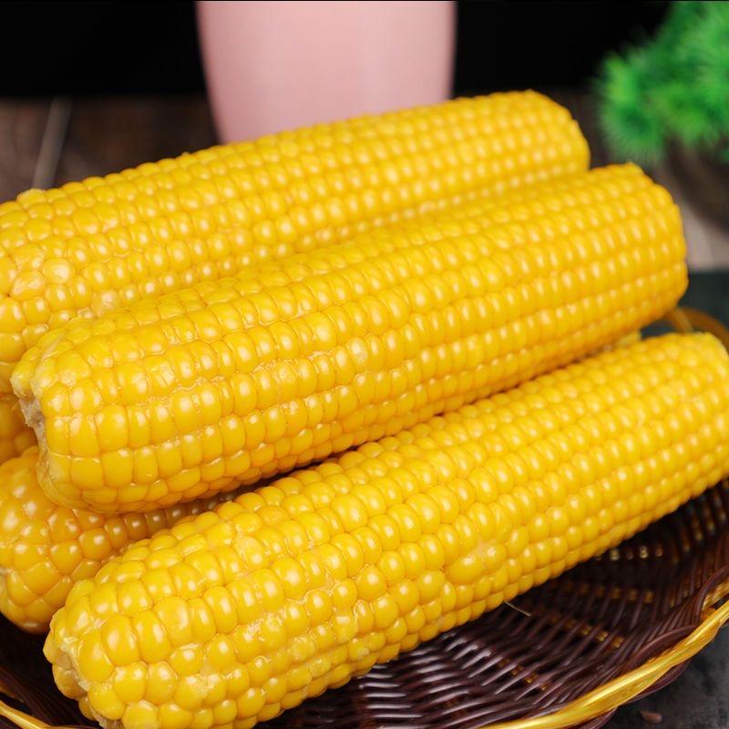 天琴鸟