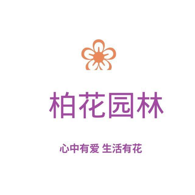 柏花三角梅