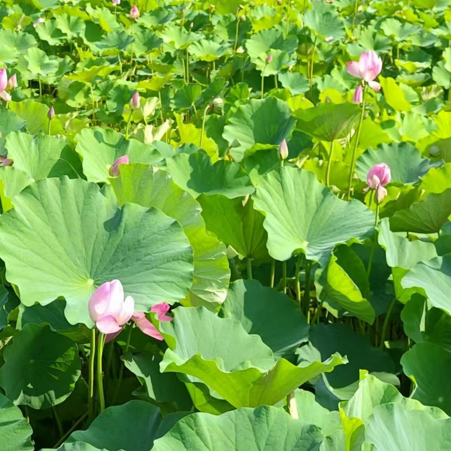面部瑜伽