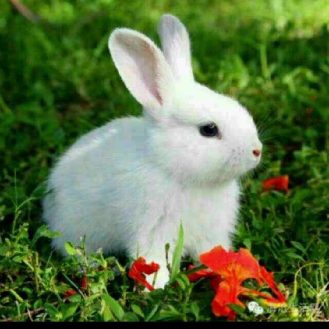 幸运兔🐰🐰