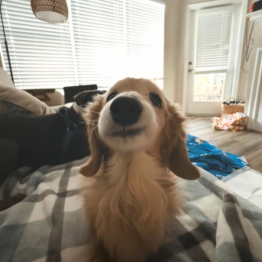 犹记