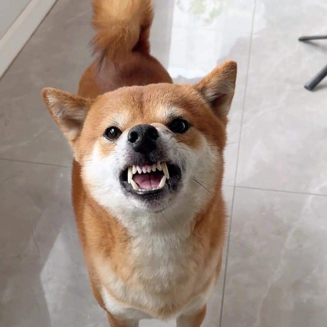 努力不够缝纫机采个够