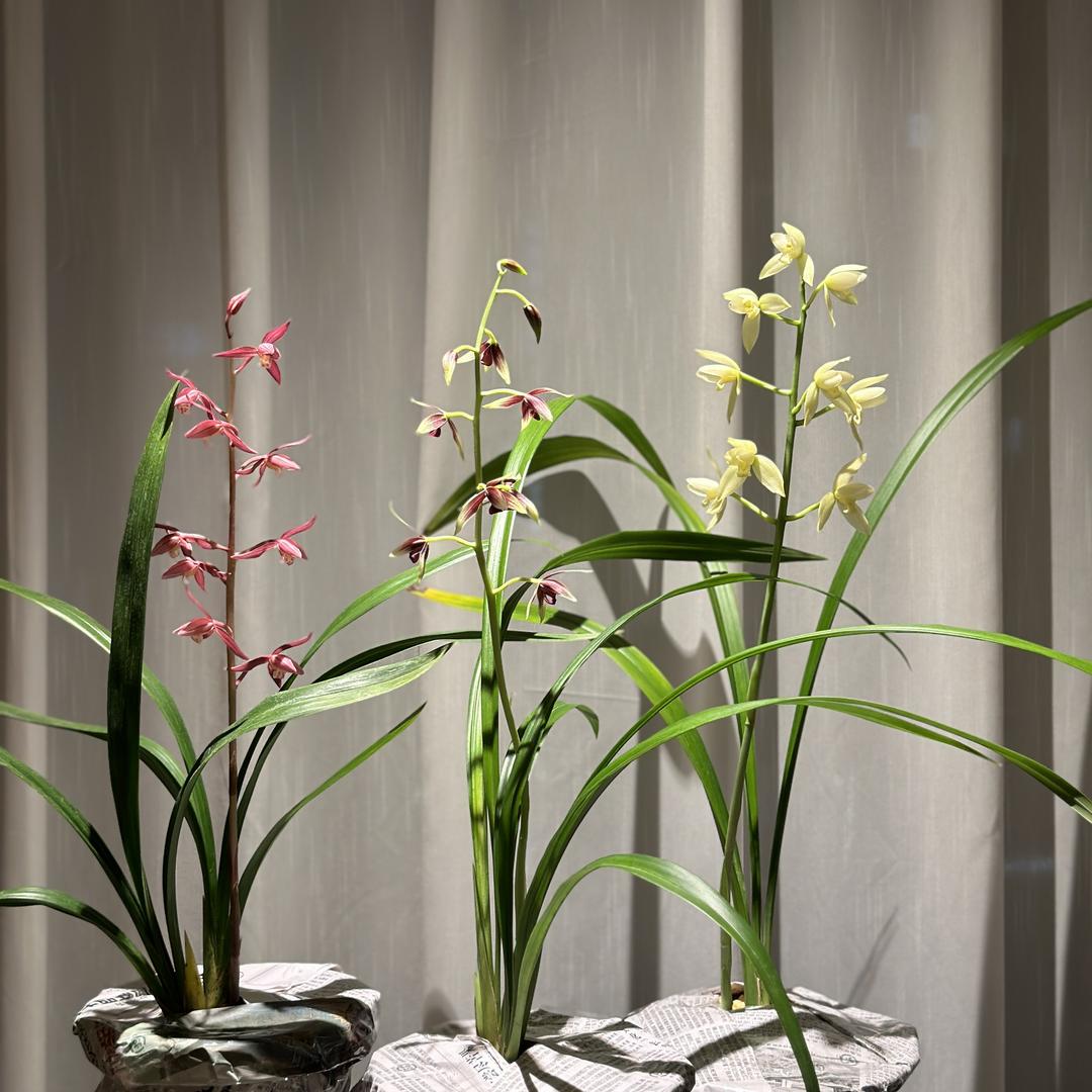 云云兰花直播间