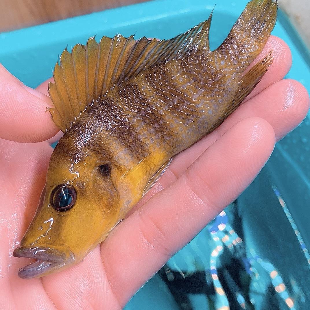 大连三湖慈鲷搬运商