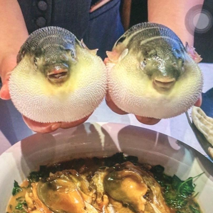 泰州河豚鱼🐡