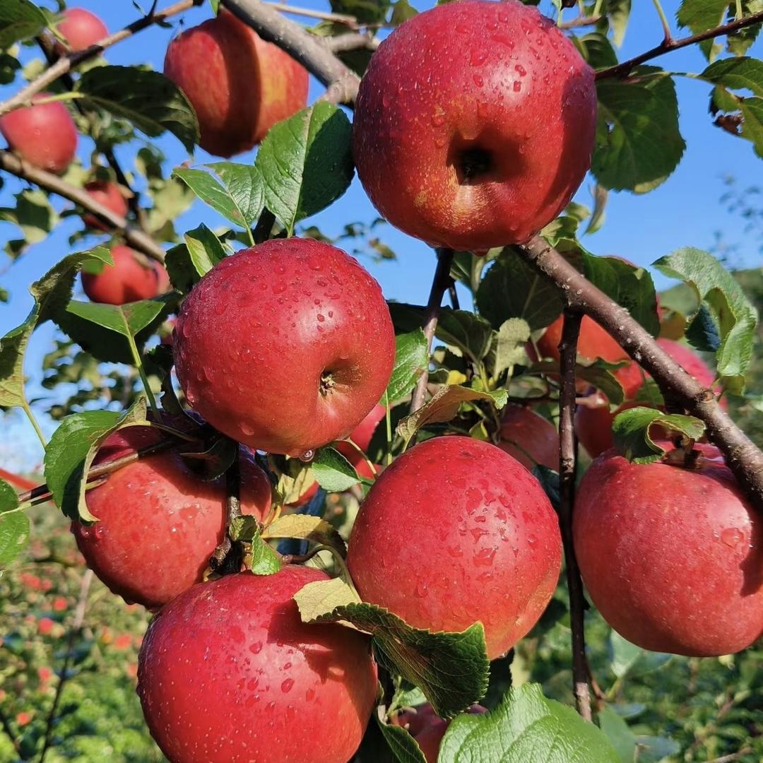 乐已达水果甄选高端水果