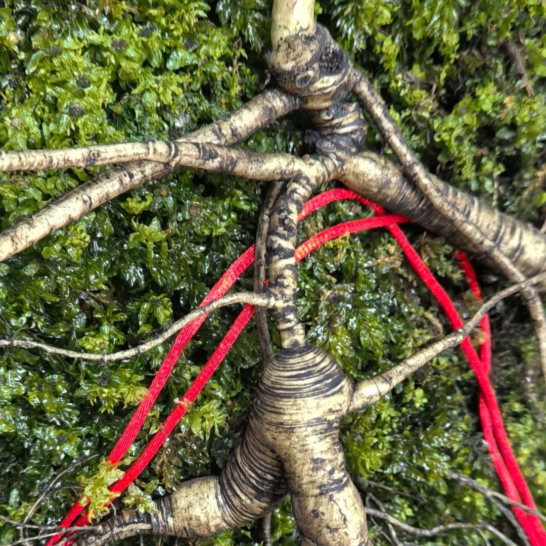 慧鸿长白山参茸特产