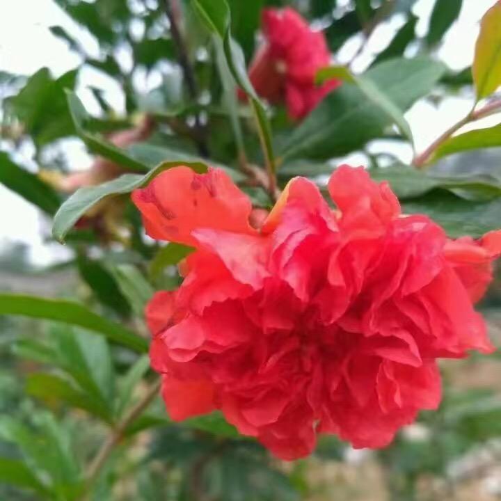 花谊盆景