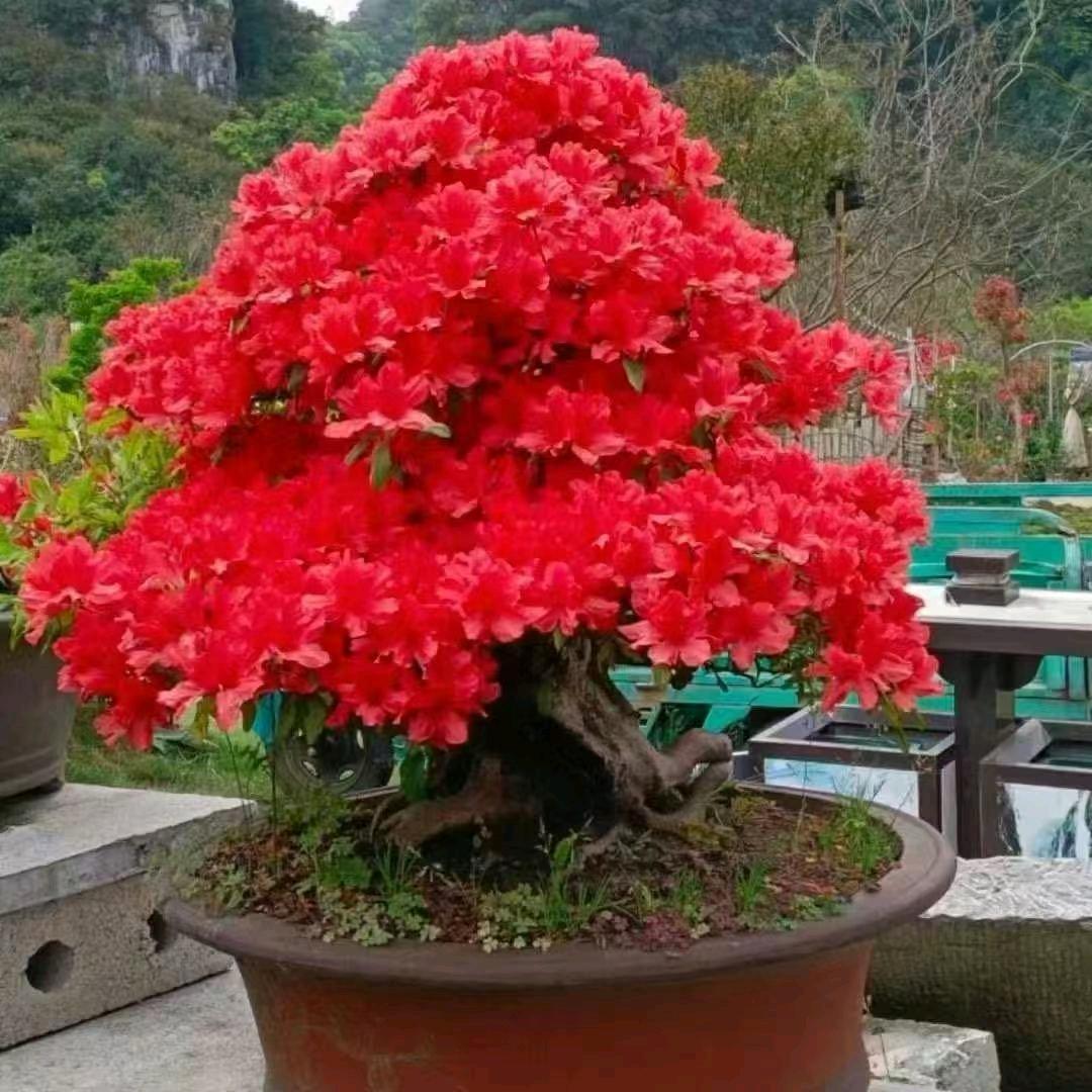 大别山映山红花卉