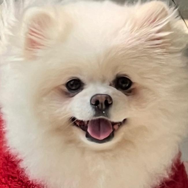 小葱泡面专家