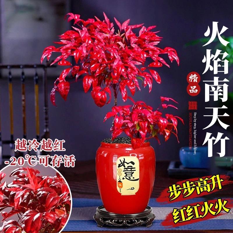 雕大师花卉旗舰店