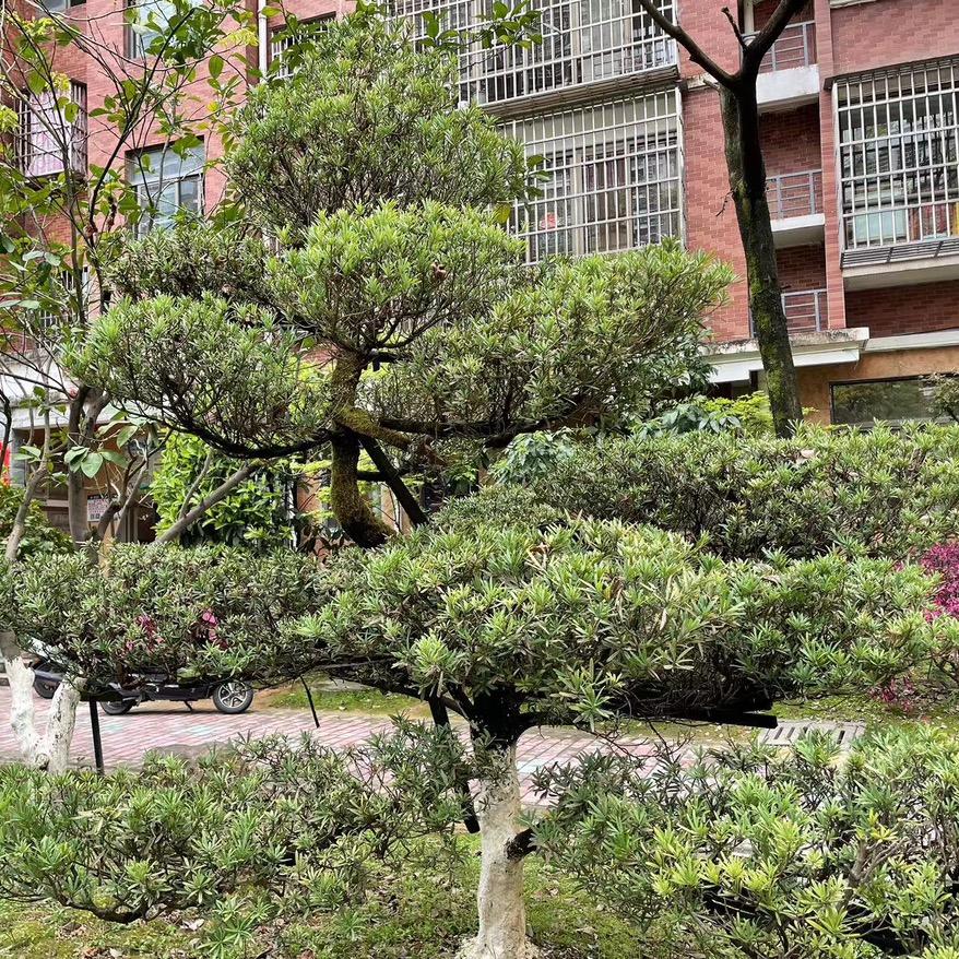 华山论剑