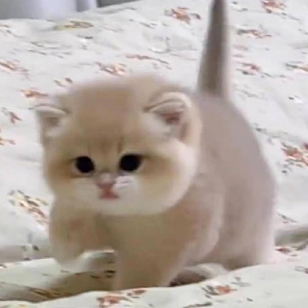 小猫崽汁（赚够两百就下播）