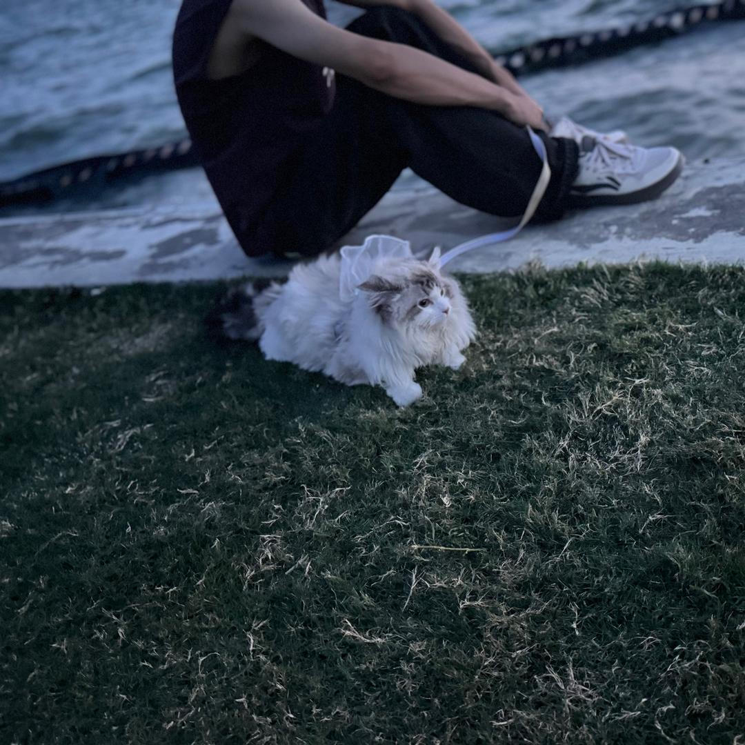 微光柚子