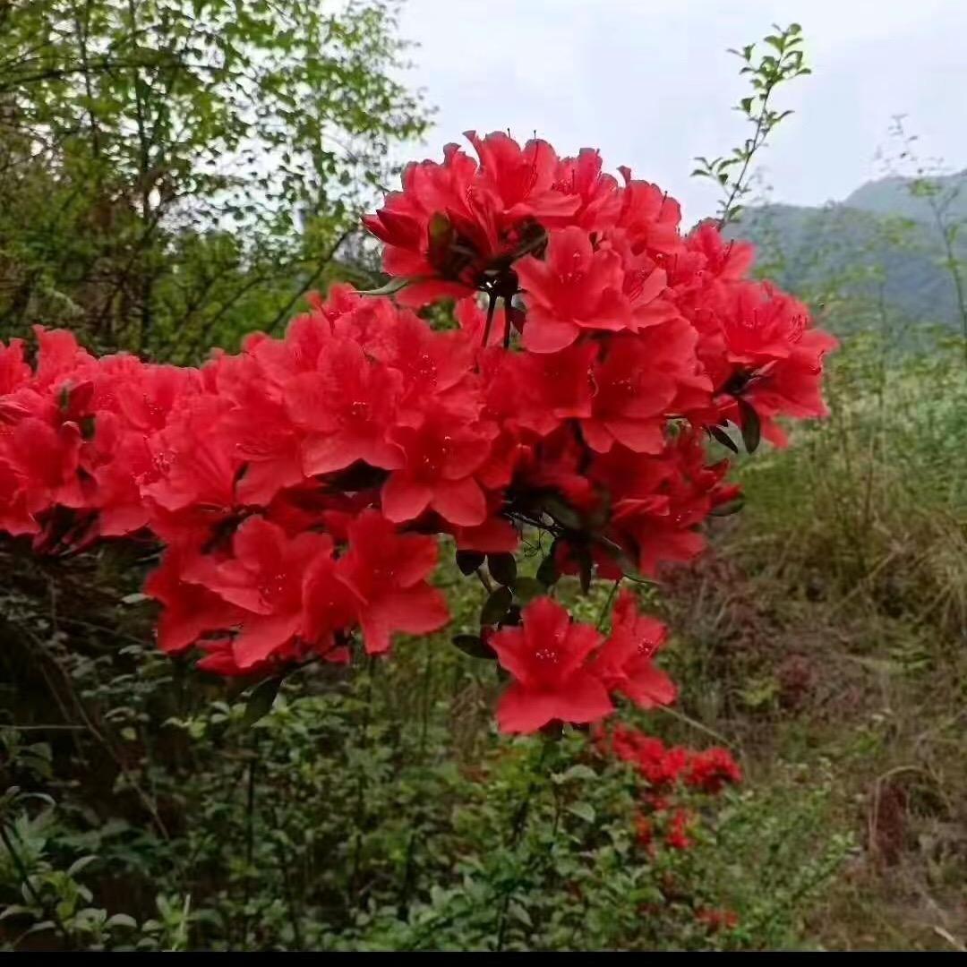 邻家桩艺
