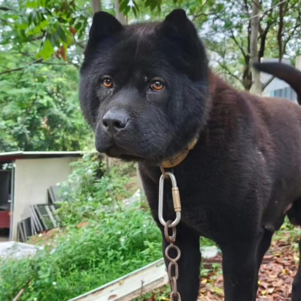 啊杰  潮汕老式五黑犬  帮淘好狗