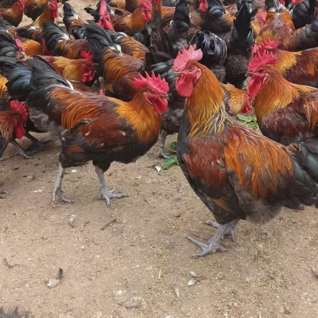 凤英臻选阁