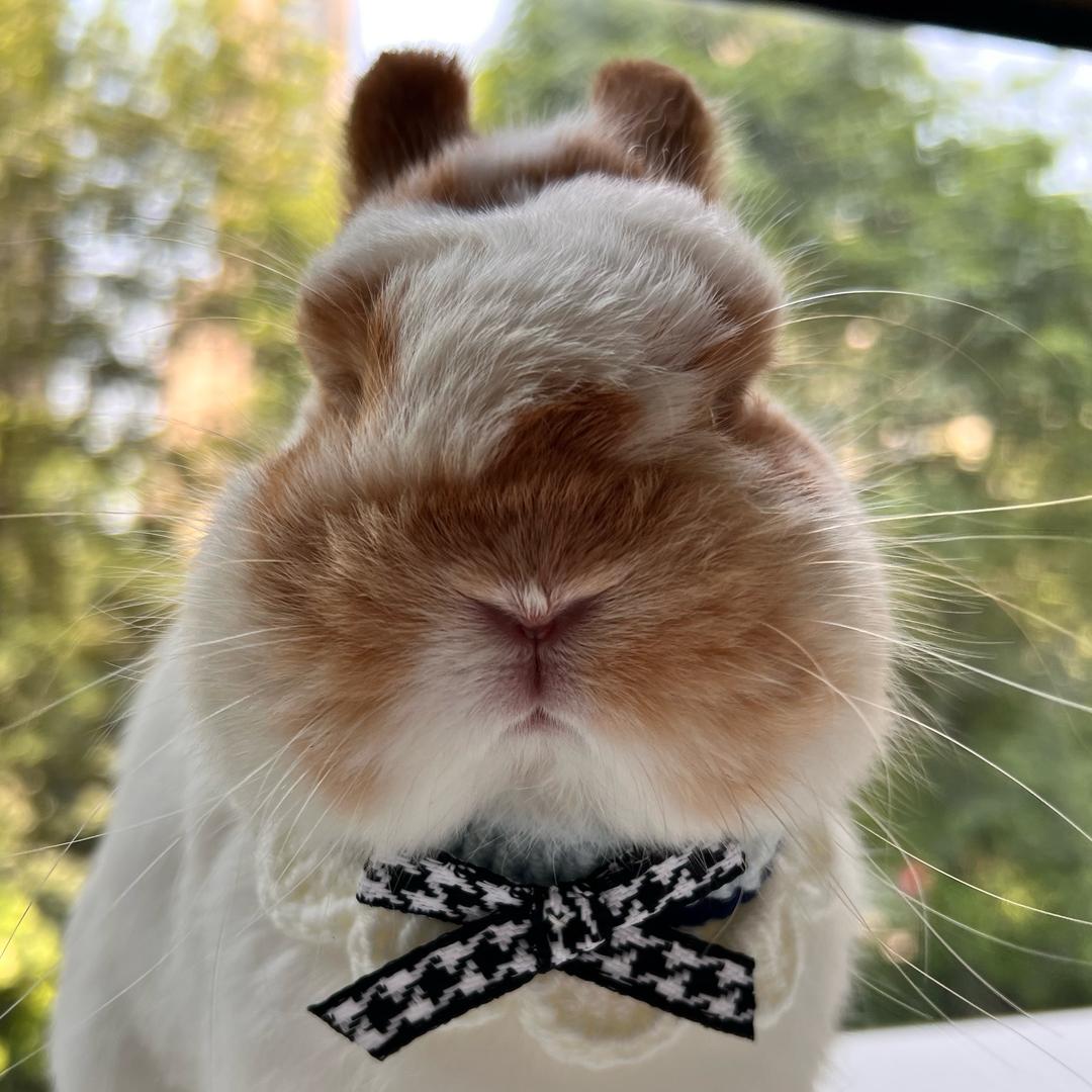 咖位萌侏儒兔垂耳兔