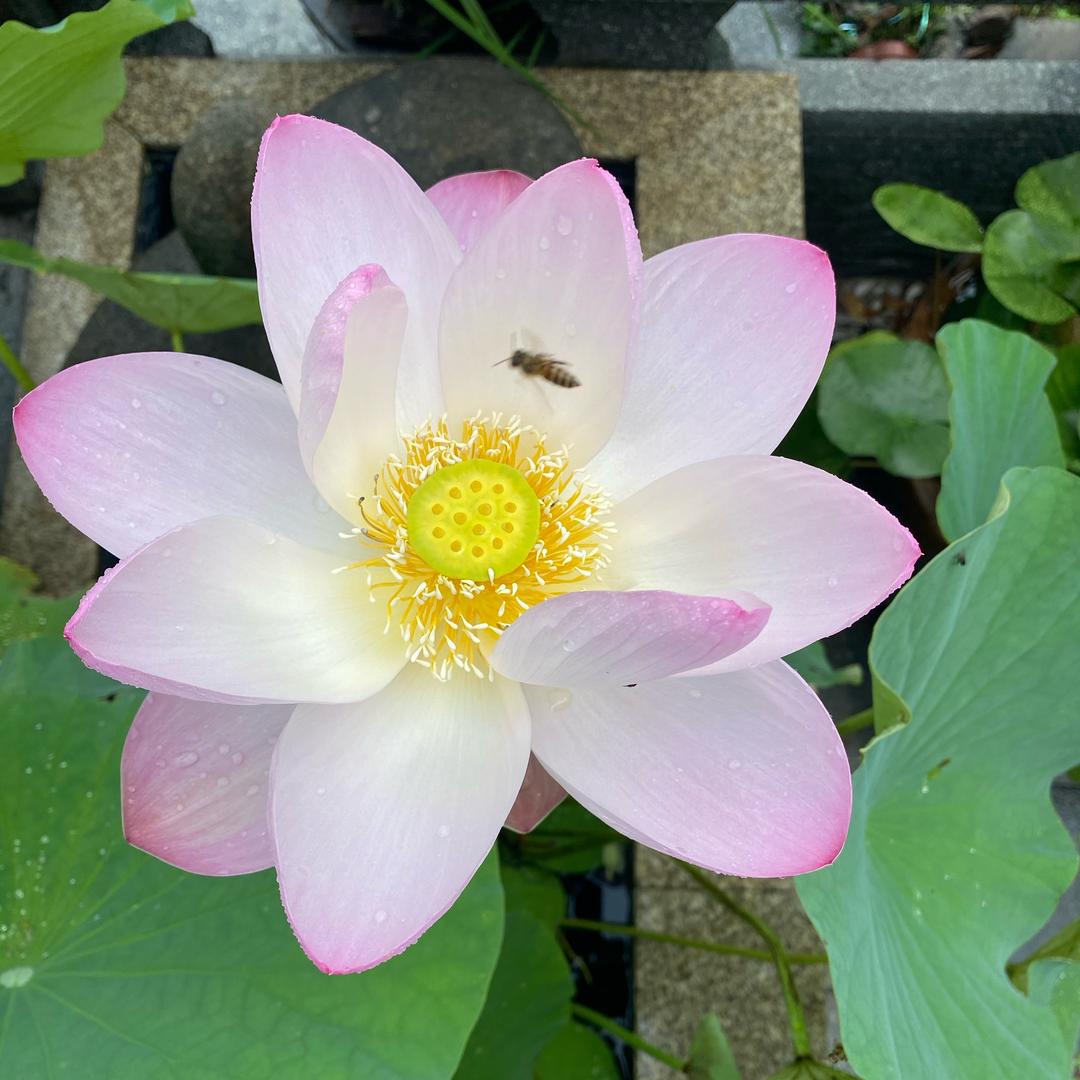杭城心缘姐