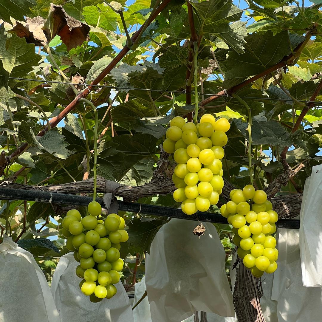 阳光玫瑰果园子