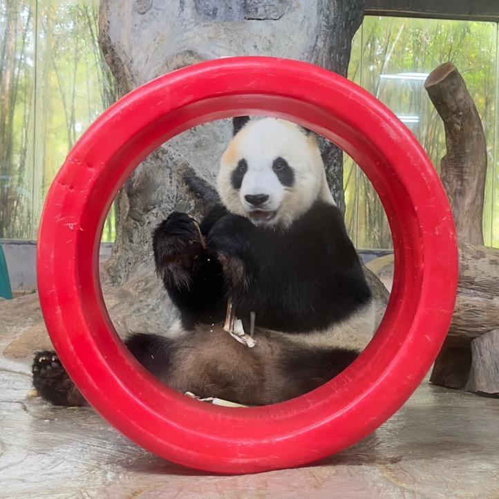 世界第一运动⚽