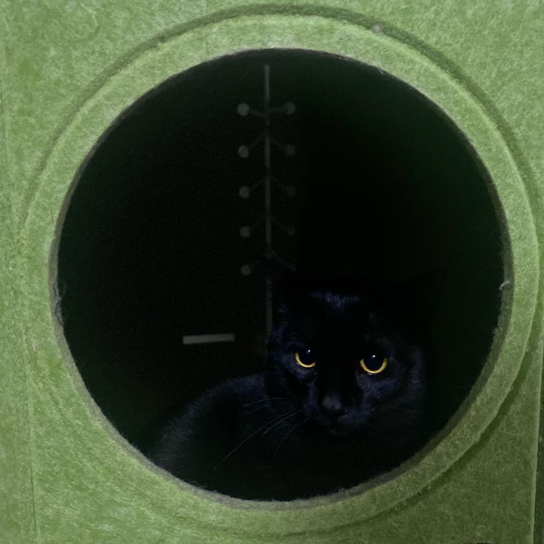 猫头狮子头像